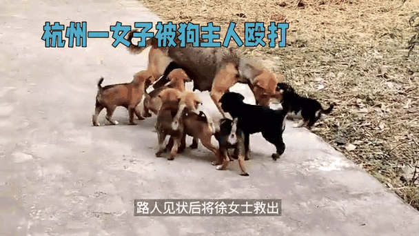 2025全年資料免費大全和被狗主人殴打致骨折与狗被打骨折了怎么办