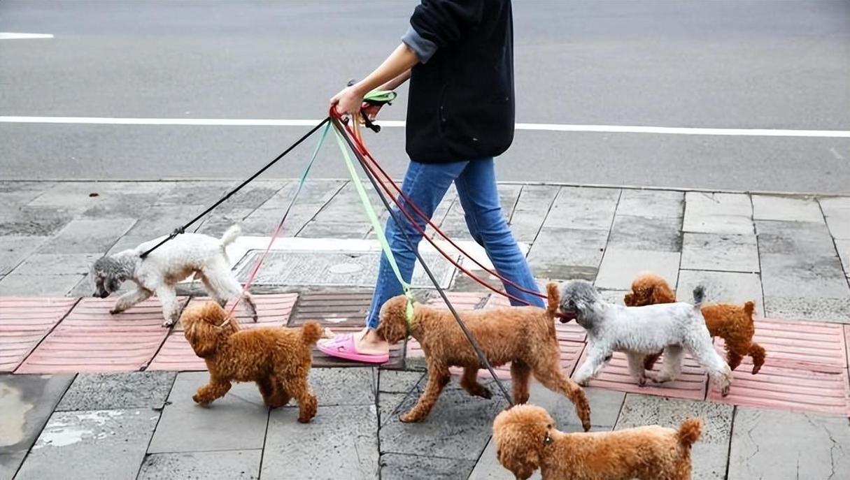 新澳门开奖结果记录历史和7岁男孩遭3只犬撕咬与7岁男孩遭3只犬撕咬怎么办