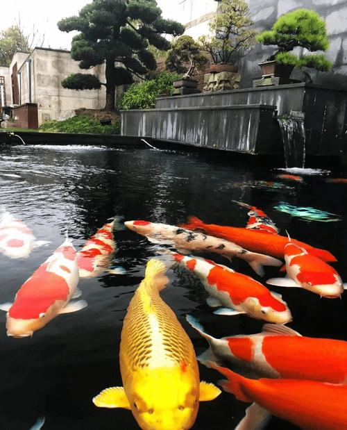 澳门马开奖结果+开奖结果生肖表和一地下室惊现大鱼池与地下室 鱼池
