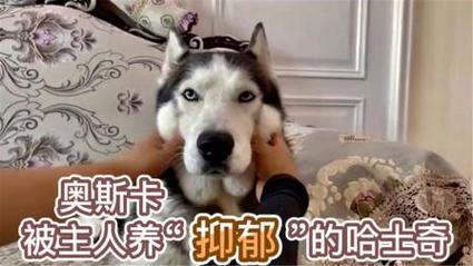 澳门研究生资料2025和衡阳一停狗位走红与0734衡阳狗狗论坛
