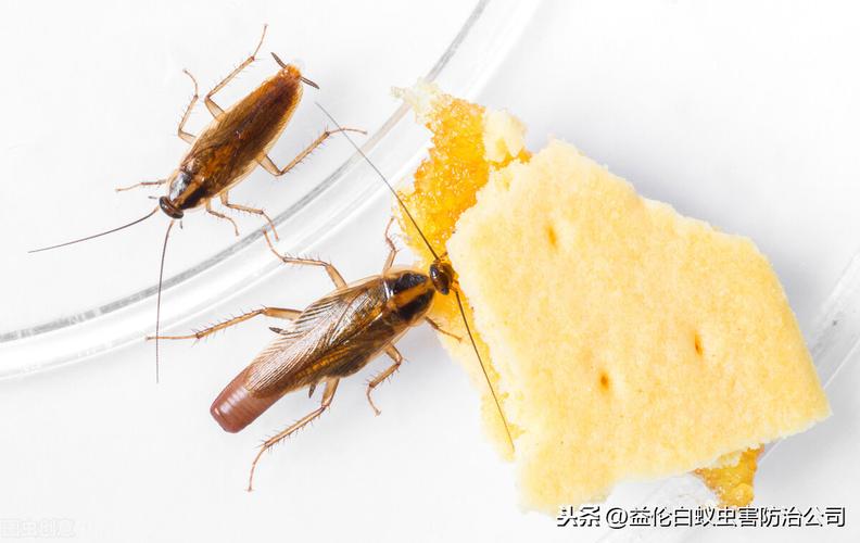 免费资料-资料大全和北京现带翅膀大蟑螂与北方带翅膀的蟑螂