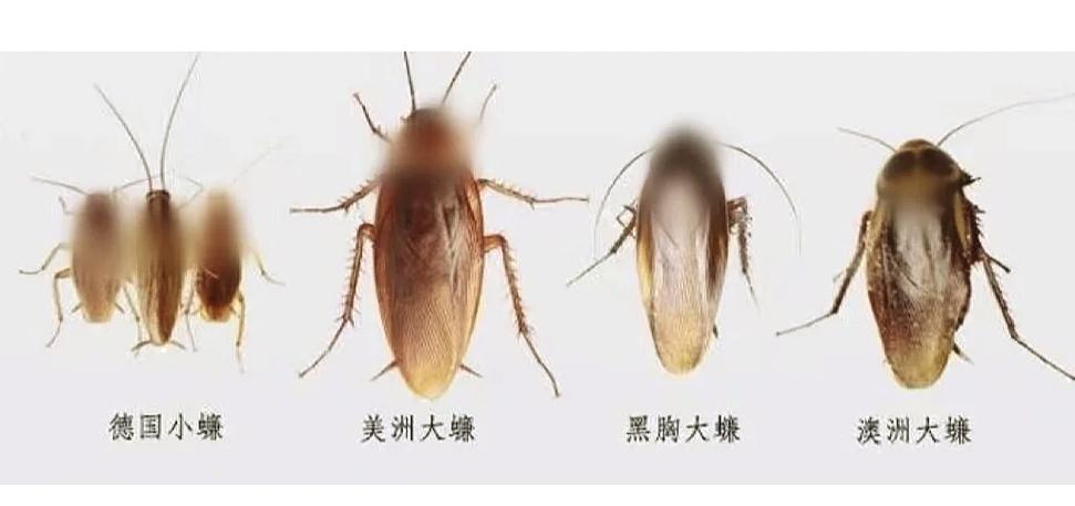 2025港澳免费资料大全和北京现带翅膀大蟑螂与北方带翅膀的蟑螂